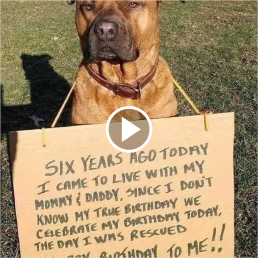 A Heartbreaking Birthday Tribute to a Dog Lying on the Ground, Emaciated, Dehydrated, With a Rope Around Its Neck, Neglected and Alone